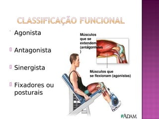 Agonista
 Antagonista
 Sinergista
 Fixadores ou
posturais
Músculos que 
se flexionam (agonistas)
Músculos 
que se 
extendem 
(antagonistas
)
 