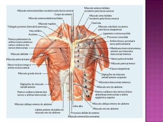 Anatomia