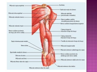 Anatomia