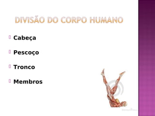  Cabeça
 Pescoço
 Tronco
 Membros
 