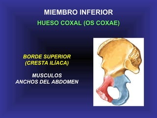 MIEMBRO INFERIOR
HUESO COXAL (OS COXAE)HUESO COXAL (OS COXAE)
BORDE SUPERIOR
(CRESTA ILÍACA)
MUSCULOS
ANCHOS DEL ABDOMEN
 