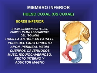 MIEMBRO INFERIOR
HUESO COXAL (OS COXAE)HUESO COXAL (OS COXAE)
BORDE INFERIOR
(RAMA DESCENDENTE DEL
PUBIS Y RAMA ASCENDENTE
DEL ISQUION)
CARILLA ARTICULAR PARA EL
PUBIS DEL LADO OPUESTO
APON. PERINEAL MEDIA
CUERPOS CAVERNOSOS
MUSC. ISQUIOCAVERNOSO,
RECTO INTERNO Y
ADUCTOR MAGNO
 