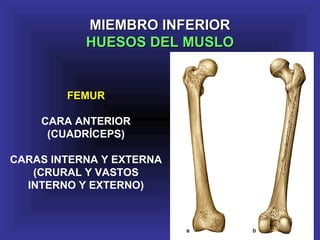 MIEMBRO INFERIORMIEMBRO INFERIOR
HUESOS DEL MUSLOHUESOS DEL MUSLO
FEMUR
CARA ANTERIOR
(CUADRÍCEPS)
CARAS INTERNA Y EXTERNA
(CRURAL Y VASTOS
INTERNO Y EXTERNO)
 