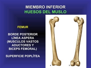FEMUR
BORDE POSTERIOR
LÍNEA ASPERA
(MUSCULOS VASTOS
ADUCTORES Y
BICEPS FEMORAL)
SUPERFICIE POPLÍTEA
MIEMBRO INFERIORMIEMBRO INFERIOR
HUESOS DEL MUSLOHUESOS DEL MUSLO
 