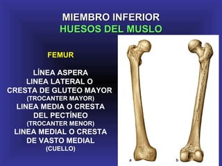 FEMUR
LÍNEA ASPERA
LINEA LATERAL O
CRESTA DE GLUTEO MAYOR
(TROCANTER MAYOR)
LINEA MEDIA O CRESTA
DEL PECTÍNEO
(TROCANTER MENOR)
LINEA MEDIAL O CRESTA
DE VASTO MEDIAL
(CUELLO)
MIEMBRO INFERIORMIEMBRO INFERIOR
HUESOS DEL MUSLOHUESOS DEL MUSLO
 