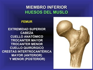 FEMUR
EXTREMIDAD SUPERIOR
CABEZA
CUELLO ANATÓMICO
TROCANTER MAYOR
TROCANTER MENOR
CUELLO QUIRÚRGICO
CRESTAS INTERTROCANTÉRICA
MAYOR (ANTERIOR)
Y MENOR (POSTERIOR)
MIEMBRO INFERIORMIEMBRO INFERIOR
HUESOS DEL MUSLOHUESOS DEL MUSLO
 