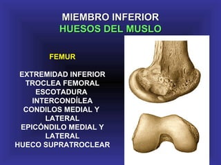 FEMUR
EXTREMIDAD INFERIOR
TROCLEA FEMORAL
ESCOTADURA
INTERCONDÍLEA
CONDILOS MEDIAL Y
LATERAL
EPICÓNDILO MEDIAL Y
LATERAL
HUECO SUPRATROCLEAR
MIEMBRO INFERIORMIEMBRO INFERIOR
HUESOS DEL MUSLOHUESOS DEL MUSLO
 