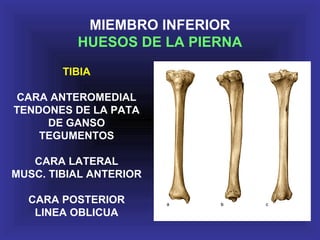 MIEMBRO INFERIOR
HUESOS DE LA PIERNA
TIBIA
CARA ANTEROMEDIAL
TENDONES DE LA PATA
DE GANSO
TEGUMENTOS
CARA LATERAL
MUSC. TIBIAL ANTERIOR
CARA POSTERIOR
LINEA OBLICUA
 