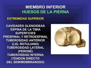 EXTREMIDAD SUPERIOREXTREMIDAD SUPERIOR
CAVIDADES GLENOIDEASCAVIDADES GLENOIDEAS
ESPINA DE LA TIBIAESPINA DE LA TIBIA
SUPERFICIESSUPERFICIES
PRESPINAL Y RETROESPINALPRESPINAL Y RETROESPINAL
TUBEROSIDAD ANTERIORTUBEROSIDAD ANTERIOR
(LIG. ROTULIANO)(LIG. ROTULIANO)
TUBEROSIDAD LATERALTUBEROSIDAD LATERAL
(PERONÉ)(PERONÉ)
TUBEROSIDAD INTERNATUBEROSIDAD INTERNA
(TENDON DIRECTO(TENDON DIRECTO
DEL SEMIMEMBRANOSO)DEL SEMIMEMBRANOSO)
MIEMBRO INFERIOR
HUESOS DE LA PIERNA
 