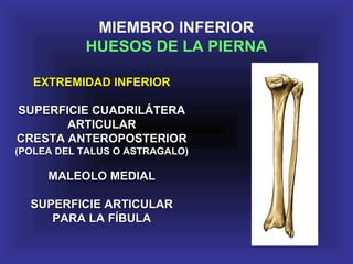 EXTREMIDAD INFERIOREXTREMIDAD INFERIOR
SUPERFICIE CUADRILÁTERASUPERFICIE CUADRILÁTERA
ARTICULARARTICULAR
CRESTA ANTEROPOSTERIORCRESTA ANTEROPOSTERIOR
(POLEA DEL TALUS O ASTRAGALO)(POLEA DEL TALUS O ASTRAGALO)
MALEOLO MEDIALMALEOLO MEDIAL
SUPERFICIE ARTICULARSUPERFICIE ARTICULAR
PARA LA FÍBULAPARA LA FÍBULA
MIEMBRO INFERIOR
HUESOS DE LA PIERNA
 