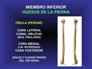 FÍBULA (PERONÉ)
CARA LATERAL
CANAL OBLICUO
(MUS. FIBULARES)
CARA MEDIAL
(LIG. INTERÓSEO)
CARA POSTERIOR
(SÓLEO Y FLEXOR PROPIO
DEL 1ER DEDO)
MIEMBRO INFERIOR
HUESOS DE LA PIERNA
 