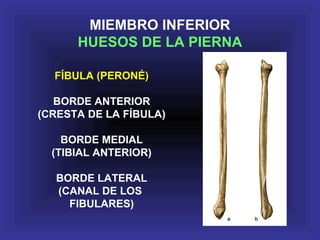 FÍBULA (PERONÉ)
BORDE ANTERIOR
(CRESTA DE LA FÍBULA)
BORDE MEDIAL
(TIBIAL ANTERIOR)
BORDE LATERAL
(CANAL DE LOS
FIBULARES)
MIEMBRO INFERIOR
HUESOS DE LA PIERNA
 