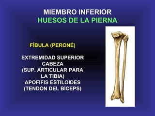 FÍBULA (PERONÉ)
EXTREMIDAD SUPERIOR
CABEZA
(SUP. ARTICULAR PARA
LA TIBIA)
APOFIFIS ESTILOIDES
(TENDON DEL BÍCEPS)
MIEMBRO INFERIOR
HUESOS DE LA PIERNA
 