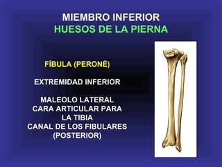 FÍBULA (PERONÉ)
EXTREMIDAD INFERIOR
MALEOLO LATERAL
CARA ARTICULAR PARA
LA TIBIA
CANAL DE LOS FIBULARES
(POSTERIOR)
MIEMBRO INFERIOR
HUESOS DE LA PIERNA
 