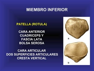 MIEMBRO INFERIOR
PATELLA (ROTULA)
CARA ANTERIOR
CUADRICEPS Y
FASCIA LATA
BOLSA SEROSA
CARA ARTICULAR
DOS SUPERFICIES ARTICULARES
CRESTA VERTICAL
 