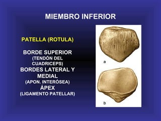PATELLA (ROTULA)
BORDE SUPERIOR
(TENDÓN DEL
CUADRICEPS)
BORDES LATERAL Y
MEDIAL
(APON. INTERÓSEA)
ÁPEX
(LIGAMENTO PATELLAR)
MIEMBRO INFERIOR
 