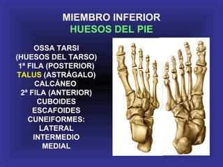 MIEMBRO INFERIOR
HUESOS DEL PIE
OSSA TARSI
(HUESOS DEL TARSO)
1ª FILA (POSTERIOR)
TALUS (ASTRÁGALO)
CALCÁNEO
2ª FILA (ANTERIOR)
CUBOIDES
ESCAFOIDES
CUNEIFORMES:
LATERAL
INTERMEDIO
MEDIAL
 