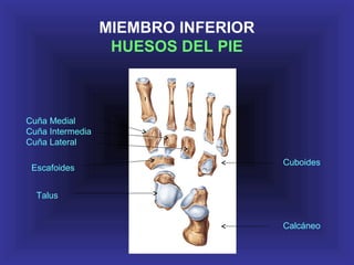 MIEMBRO INFERIOR
HUESOS DEL PIE
Cuña Medial
Cuña Intermedia
Cuña Lateral
Escafoides
Talus
Calcáneo
Cuboides
 