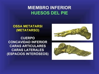 OSSA METATARSI
(METATARSO)
CUERPO
CONCAVIDAD INFERIOR
CARAS ARTICULARES
CARAS LATERALES
(ESPACIOS INTERÓSEOS)
MIEMBRO INFERIOR
HUESOS DEL PIE
 
