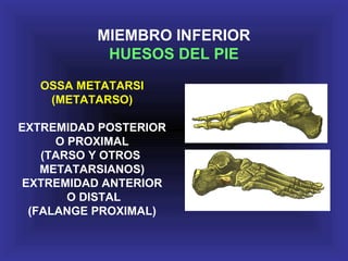 OSSA METATARSI
(METATARSO)
EXTREMIDAD POSTERIOR
O PROXIMAL
(TARSO Y OTROS
METATARSIANOS)
EXTREMIDAD ANTERIOR
O DISTAL
(FALANGE PROXIMAL)
MIEMBRO INFERIOR
HUESOS DEL PIE
 