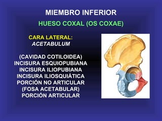 MIEMBRO INFERIOR
HUESO COXAL (OS COXAE)
CARA LATERAL:CARA LATERAL:
ACETABULUM
(CAVIDAD COTILOIDEA)
INCISURA ESQUIOPUBIANA
INCISURA ILIOPUBIANA
INCISURA ILIOSQUIÁTICA
PORCIÓN NO ARTICULAR
(FOSA ACETABULAR)
PORCIÓN ARTICULAR
 