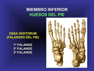 OSSA DIGITORUM
(FALANGES DEL PIE)
1º FALANGE1º FALANGE
2ª FALANGE2ª FALANGE
3ª FALANGE3ª FALANGE
MIEMBRO INFERIOR
HUESOS DEL PIE
 