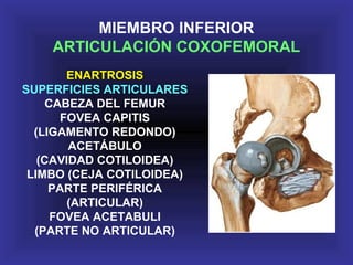 MIEMBRO INFERIOR
ARTICULACIÓN COXOFEMORAL
ENARTROSIS
SUPERFICIES ARTICULARES
CABEZA DEL FEMUR
FOVEA CAPITIS
(LIGAMENTO REDONDO)
ACETÁBULO
(CAVIDAD COTILOIDEA)
LIMBO (CEJA COTILOIDEA)
PARTE PERIFÉRICA
(ARTICULAR)
FOVEA ACETABULI
(PARTE NO ARTICULAR)
 