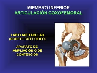 LABIO ACETABULAR
(RODETE COTILOIDEO)
APARATO DE
AMPLIACIÓN O DE
CONTENCIÓN
MIEMBRO INFERIOR
ARTICULACIÓN COXOFEMORAL
 