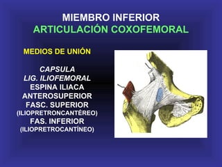 MEDIOS DE UNIÓN
CAPSULA
LIG. ILIOFEMORAL
ESPINA ILIACA
ANTEROSUPERIOR
FASC. SUPERIOR
(ILIOPRETRONCANTÉREO)
FAS. INFERIOR
(ILIOPRETROCANTÍNEO)
MIEMBRO INFERIOR
ARTICULACIÓN COXOFEMORAL
 
