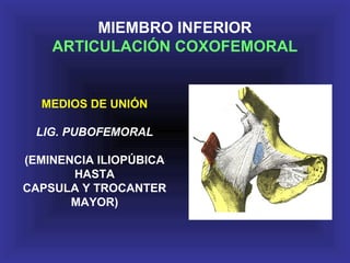 MEDIOS DE UNIÓN
LIG. PUBOFEMORAL
(EMINENCIA ILIOPÚBICA
HASTA
CAPSULA Y TROCANTER
MAYOR)
MIEMBRO INFERIOR
ARTICULACIÓN COXOFEMORAL
 