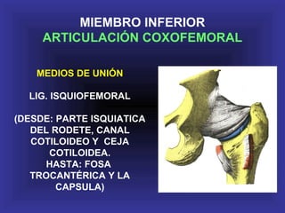 MEDIOS DE UNIÓN
LIG. ISQUIOFEMORAL
(DESDE: PARTE ISQUIATICA
DEL RODETE, CANAL
COTILOIDEO Y CEJA
COTILOIDEA.
HASTA: FOSA
TROCANTÉRICA Y LA
CAPSULA)
MIEMBRO INFERIOR
ARTICULACIÓN COXOFEMORAL
 