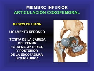 MEDIOS DE UNIÓN
LIGAMENTO REDONDO
(FOSITA DE LA CABEZA
DEL FÉMUR
EXTREMO ANTERIOR
Y POSTERIOR
DE LA ESCOTADURA
ISQUIOPÚBICA
MIEMBRO INFERIOR
ARTICULACIÓN COXOFEMORAL
 