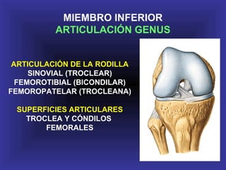 ARTICULACIÓN DE LA RODILLA
SINOVIAL (TROCLEAR)
FEMOROTIBIAL (BICONDILAR)
FEMOROPATELAR (TROCLEANA)
SUPERFICIES ARTICULARES
TROCLEA Y CÓNDILOS
FEMORALES
MIEMBRO INFERIOR
ARTICULACIÓN GENUS
 