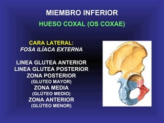 MIEMBRO INFERIOR
HUESO COXAL (OS COXAE)
CARA LATERAL:
FOSA ILÍACA EXTERNA
LINEA GLUTEA ANTERIOR
LINEA GLUTEA POSTERIOR
ZONA POSTERIOR
(GLUTEO MAYOR)
ZONA MEDIA
(GLÚTEO MEDIO)
ZONA ANTERIOR
(GLÚTEO MENOR)
 