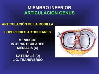 ARTICULACIÓN DE LA RODILLA
SUPERFICIES ARTICULARES
MENISCOS
INTERARTICULARES
MEDIALIS (C)
Y
LATERALIS (O)
LIG. TRANSVERSO
MIEMBRO INFERIOR
ARTICULACIÓN GENUS
 