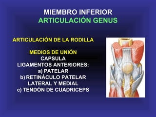 ARTICULACIÓN DE LA RODILLA
MEDIOS DE UNIÓN
CAPSULA
LIGAMENTOS ANTERIORES:
a) PATELAR
b) RETINÁCULO PATELAR
LATERAL Y MEDIAL
c) TENDÓN DE CUADRICEPS
MIEMBRO INFERIOR
ARTICULACIÓN GENUS
 