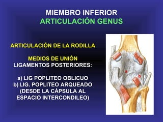ARTICULACIÓN DE LA RODILLA
MEDIOS DE UNIÓN
LIGAMENTOS POSTERIORES:
a) LIG POPLITEO OBLICUO
b) LIG. POPLITEO ARQUEADO
(DESDE LA CÁPSULA AL
ESPACIO INTERCONDILEO)
a
b
MIEMBRO INFERIOR
ARTICULACIÓN GENUS
 