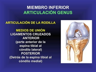 ARTICULACIÓN DE LA RODILLA
MEDIOS DE UNIÓNMEDIOS DE UNIÓN
LIGAMENTOS CRUZADOSLIGAMENTOS CRUZADOS
ANTERIORANTERIOR
(parte anterior de la(parte anterior de la
espina tibial alespina tibial al
cóndilo lateral)cóndilo lateral)
POSTERIORPOSTERIOR
(Detrás de la espina tibial al(Detrás de la espina tibial al
cóndilo medial)cóndilo medial)
MIEMBRO INFERIOR
ARTICULACIÓN GENUS
 