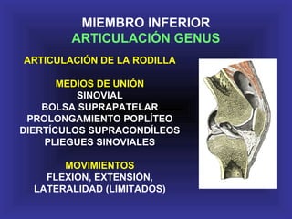 ARTICULACIÓN DE LA RODILLA
MEDIOS DE UNIÓN
SINOVIAL
BOLSA SUPRAPATELAR
PROLONGAMIENTO POPLÍTEO
DIERTÍCULOS SUPRACONDÍLEOS
PLIEGUES SINOVIALES
MOVIMIENTOS
FLEXION, EXTENSIÓN,
LATERALIDAD (LIMITADOS)
MIEMBRO INFERIOR
ARTICULACIÓN GENUS
 