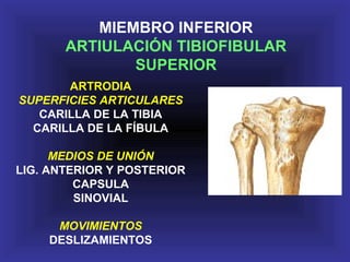 MIEMBRO INFERIOR
ARTIULACIÓN TIBIOFIBULAR
SUPERIOR
ARTRODIA
SUPERFICIES ARTICULARES
CARILLA DE LA TIBIA
CARILLA DE LA FÍBULA
MEDIOS DE UNIÓN
LIG. ANTERIOR Y POSTERIOR
CAPSULA
SINOVIAL
MOVIMIENTOS
DESLIZAMIENTOS
 
