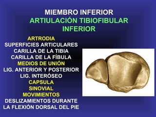 ARTRODIA
SUPERFICIES ARTICULARES
CARILLA DE LA TIBIA
CARILLA DE LA FÍBULA
MEDIOS DE UNIÓN
LIG. ANTERIOR Y POSTERIOR
LIG. INTERÓSEO
CAPSULA
SINOVIAL
MOVIMIENTOS
DESLIZAMIENTOS DURANTE
LA FLEXIÓN DORSAL DEL PIE
MIEMBRO INFERIOR
ARTIULACIÓN TIBIOFIBULAR
INFERIOR
 