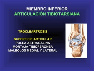 MIEMBRO INFERIOR
ARTICULACIÓN TIBIOTARSIANA
TROCLEARTROSISTROCLEARTROSIS
SUPERFICIE ARTICULARSUPERFICIE ARTICULAR
POLEA ASTRAGALINAPOLEA ASTRAGALINA
MORTAJA TIBIOPERONEAMORTAJA TIBIOPERONEA
MALEOLOS MEDIAL Y LATERALMALEOLOS MEDIAL Y LATERAL
 