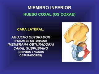 MIEMBRO INFERIOR
HUESO COXAL (OS COXAE)
CARA LATERAL:
AGUJERO OBTURADOR
(FORAMEN OBTURADO)
(MEMBRANA OBTURADORA)
CANAL SUBPUBIANO
(NERVIOS Y VASOS
OBTURADORES)
 