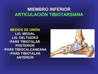 MEDIOS DE UNIÓN
LIG. MEDIAL
LIG. DELTOIDEO
•PARS TIBIOTALAR
POSTERIOR
•PARS TIBIOCALCANEANA
•PARS TIBIOTALAR
ANTERIOR
MIEMBRO INFERIOR
ARTICULACIÓN TIBIOTARSIANA
 