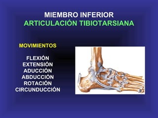 MOVIMIENTOS
FLEXIÓN
EXTENSIÓN
ADUCCIÓN
ABDUCCIÓN
ROTACIÓN
CIRCUNDUCCIÓN
MIEMBRO INFERIOR
ARTICULACIÓN TIBIOTARSIANA
 