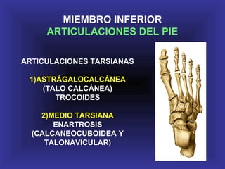MIEMBRO INFERIOR
ARTICULACIONES DEL PIE
ARTICULACIONES TARSIANAS
1)ASTRÁGALOCALCÁNEA
(TALO CALCÁNEA)
TROCOIDES
2)MEDIO TARSIANA
ENARTROSIS
(CALCANEOCUBOIDEA Y
TALONAVICULAR)
 