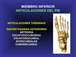 ARTICULACIONES TARSIANAS
3)INTERTASIANAS ANTERIORES
ARTRODIA
ESCAFOIDOCUBOIDEA
ESCAFOIDOCUNEAL
INTERCUNEALES
CUBOIDECUNEAL
MIEMBRO INFERIOR
ARTICULACIONES DEL PIE
 