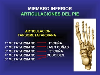 ARTICULACION
TARSOMETATARSIANA
1º METATARSIANO 1ª CUÑA
2º METATARSIANO LAS 3 CUÑAS
3º METATARSIANO 3ª CUÑA
4º METATARSIANO CUBOIDES
5º METATARSIANO
MIEMBRO INFERIOR
ARTICULACIONES DEL PIE
 