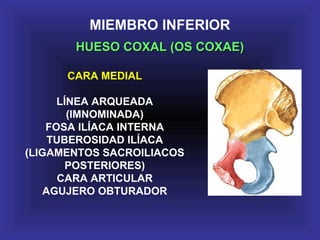 MIEMBRO INFERIOR
HUESO COXAL (OS COXAE)HUESO COXAL (OS COXAE)
CARA MEDIAL
LÍNEA ARQUEADA
(IMNOMINADA)
FOSA ILÍACA INTERNA
TUBEROSIDAD ILÍACA
(LIGAMENTOS SACROILIACOS
POSTERIORES)
CARA ARTICULAR
AGUJERO OBTURADOR
 