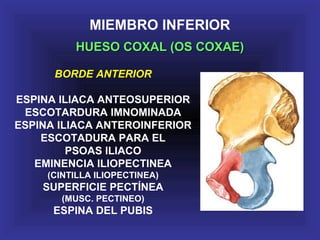 MIEMBRO INFERIOR
HUESO COXAL (OS COXAE)HUESO COXAL (OS COXAE)
BORDE ANTERIOR
ESPINA ILIACA ANTEOSUPERIOR
ESCOTARDURA IMNOMINADA
ESPINA ILIACA ANTEROINFERIOR
ESCOTADURA PARA EL
PSOAS ILIACO
EMINENCIA ILIOPECTINEA
(CINTILLA ILIOPECTINEA)
SUPERFICIE PECTÍNEA
(MUSC. PECTINEO)
ESPINA DEL PUBIS
 